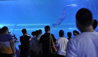 呼和浩特魚缸裝飾與布置技巧：呼和浩特賣魚缸的信息