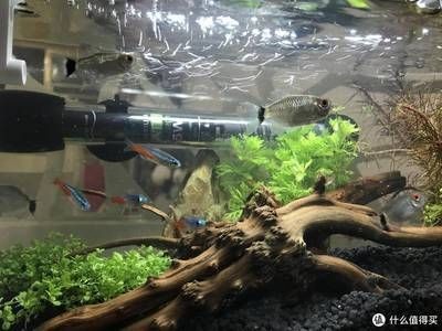 魚缸推薦什么牌子的（魚缸推薦什么牌子的牌子的魚缸推薦什么牌子的）
