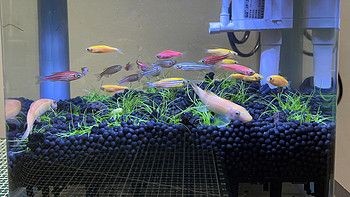 魚缸推薦什么牌子的（魚缸推薦什么牌子的牌子的魚缸推薦什么牌子的）