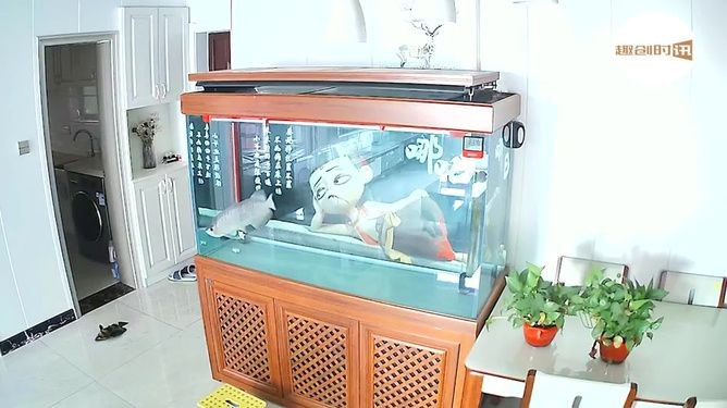 為什么人一靠近魚缸,龍魚就亂竄（龍魚在有人靠近魚缸時為什么會亂竄？）