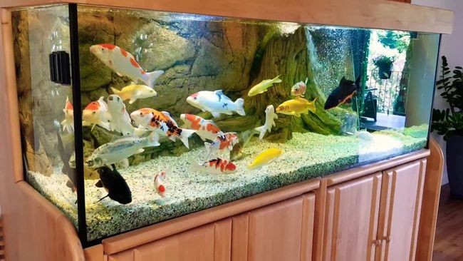 風水魚缸的最佳擺放位置是什么？：風水魚缸擺放位置挑選技巧挑選風水魚缸的挑選技巧 風水魚缸的最佳擺放位置是什么？：風水魚缸擺放位置挑選技巧挑選風水魚缸的挑選技巧 魚缸百科 第3張