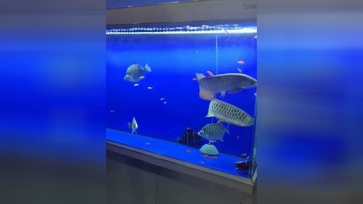 東港市前陽鎮(zhèn)魚悅家庭觀賞魚養(yǎng)殖場（東港市前陽鎮(zhèn)魚悅家庭觀賞魚養(yǎng)殖場電話）