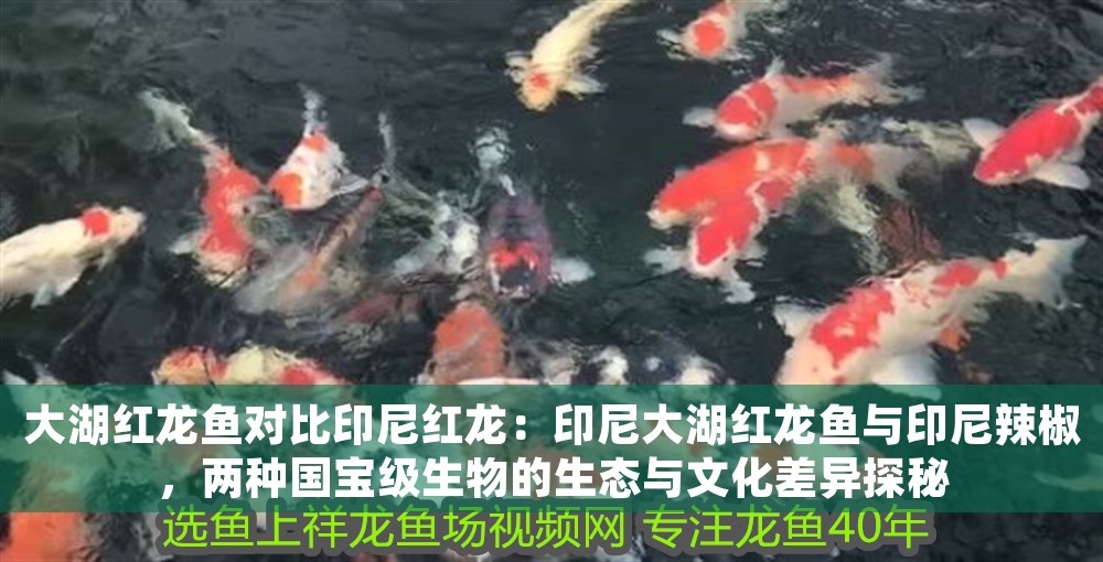 大湖紅龍魚對比印尼紅龍：印尼大湖紅龍魚與印尼辣椒，兩種國寶級生物的生態與文化差異探秘