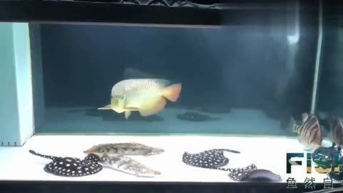 養(yǎng)龍魚的魚缸用白底還是黑底好看：養(yǎng)龍魚的魚缸底色選擇一直是魚友們熱議的話題并沒有一個(gè)固定的答案
