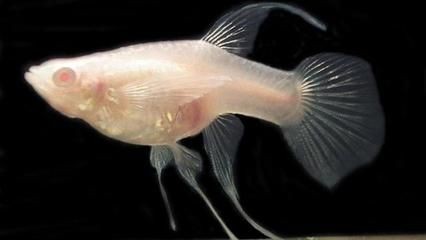 魚缸降溫對(duì)水質(zhì)的影響：魚缸降溫對(duì)水質(zhì)有影響嗎？