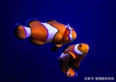 魚缸降溫對(duì)水質(zhì)的影響：魚缸降溫對(duì)水質(zhì)有影響嗎？