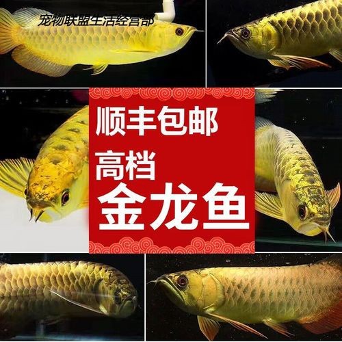 哪些品種的金龍魚最稀有？