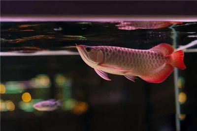 金龍魚養了兩年多了不怎么長大怎么辦：金龍魚生長緩慢怎么辦