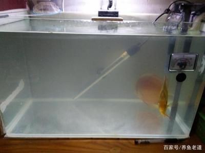 魚缸里的小水泵需要長期開著嗎：魚缸小水泵是否需要長期開啟