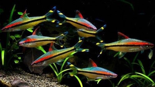 一眉道人魚適宜水溫范圍（一眉道人魚適宜的水溫范圍）