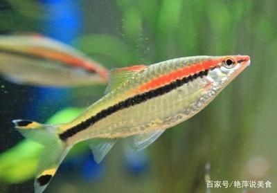 一眉道人魚適宜水溫范圍（一眉道人魚適宜的水溫范圍）