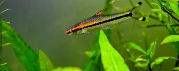 一眉道人魚適宜水溫范圍（一眉道人魚適宜的水溫范圍）