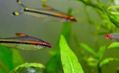 一眉道人魚適宜水溫范圍（一眉道人魚適宜的水溫范圍）