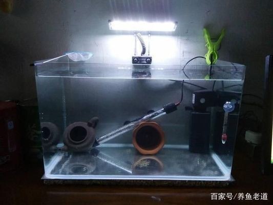 魚缸加熱棒好不好：如何選擇合適的魚缸加熱棒