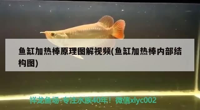 魚缸加熱棒好不好：如何選擇合適的魚缸加熱棒