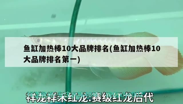 品牌魚缸加熱棒排名第一的是哪款：2024年魚缸加熱棒排名第一yee不銹鋼加溫棒用戶反饋匯總