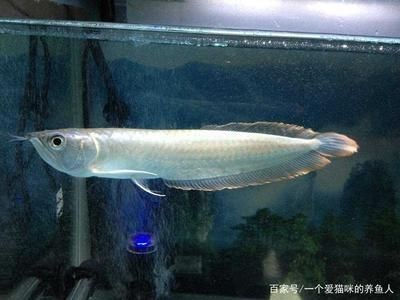 黑帶龍魚：黑帶龍魚的體型與飼養過程中需要注意一些養殖細節