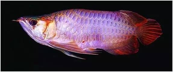 養龍魚用殺菌燈嗎好嗎：養龍魚是否需要使用殺菌燈