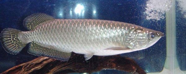 天津市薊州區(qū)海洛水族館（天津市薊州區(qū)海洛水族館電話） 天津市薊州區(qū)海洛水族館（天津市薊州區(qū)海洛水族館電話） 全國水族館企業(yè)名錄 第1張
