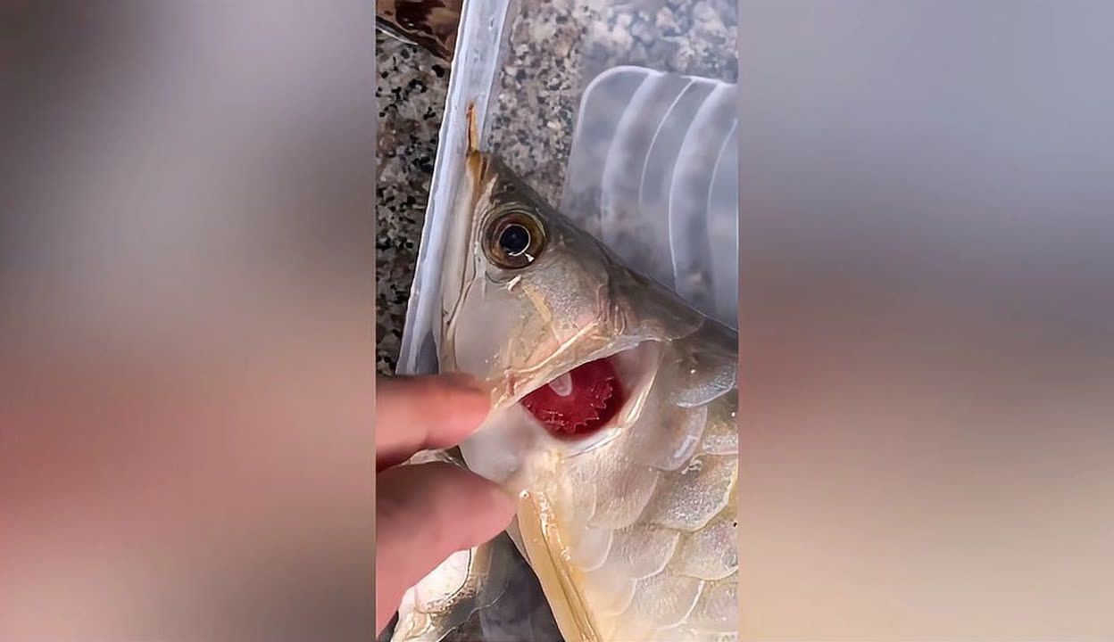 停電一夜龍魚會(huì)死嗎（停電一夜龍魚會(huì)死的相關(guān)信息是否會(huì)影響龍魚的生存影響）