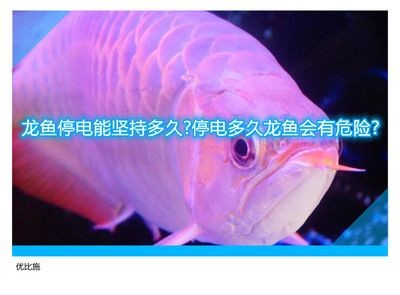 停電一夜龍魚會(huì)死嗎（停電一夜龍魚會(huì)死的相關(guān)信息是否會(huì)影響龍魚的生存影響）