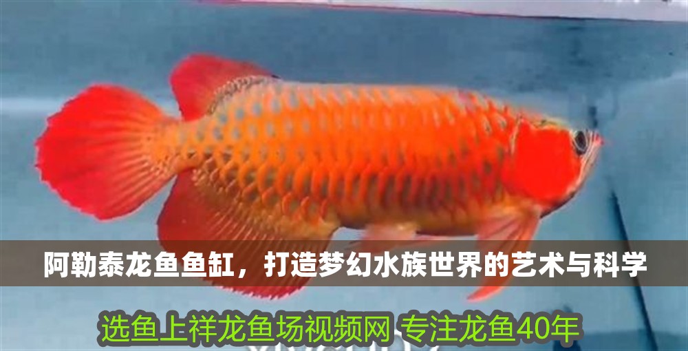 阿勒泰龍魚魚缸，打造夢幻水族世界的藝術與科學