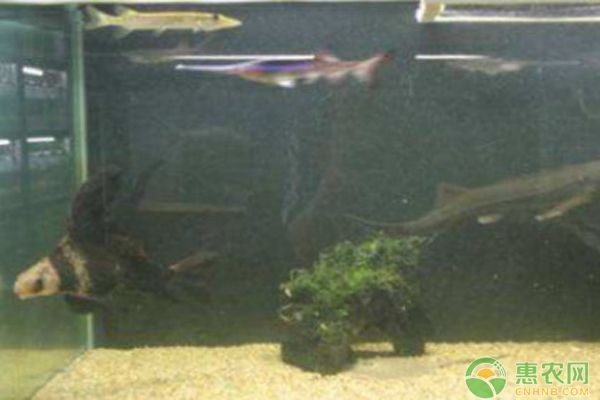 魚缸水渾濁的解決方法：底濾魚缸水渾濁怎么辦