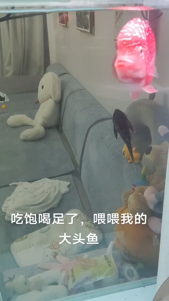 火鳳凰7個月