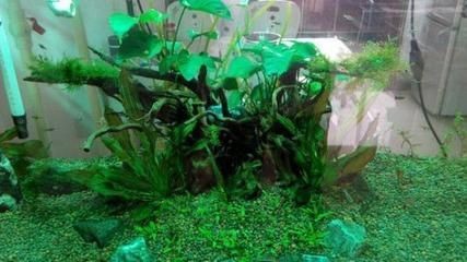 魚缸里長青苔怎么處理小妙招（魚缸里長青苔怎么處理）
