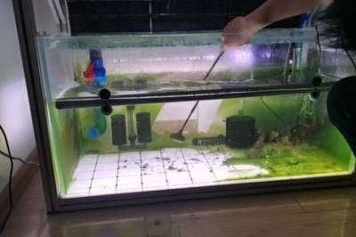 魚缸里長青苔怎么處理小妙招（魚缸里長青苔怎么處理）