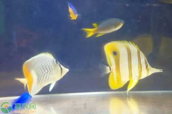 如何自然調節魚缸酸堿度：如何通過自然方式調整魚缸中的酸堿度