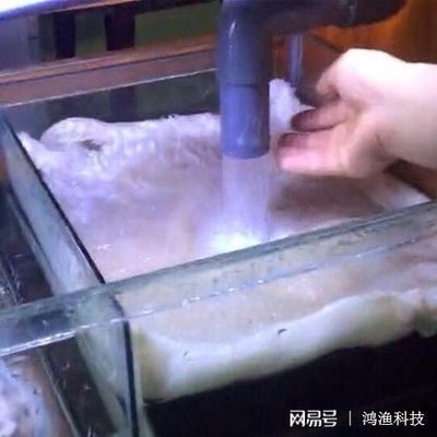 海豚魚缸水質澄清劑怎么用：海豚魚缸水質澄清劑怎么用海豚魚缸水質澄清劑的使用方法