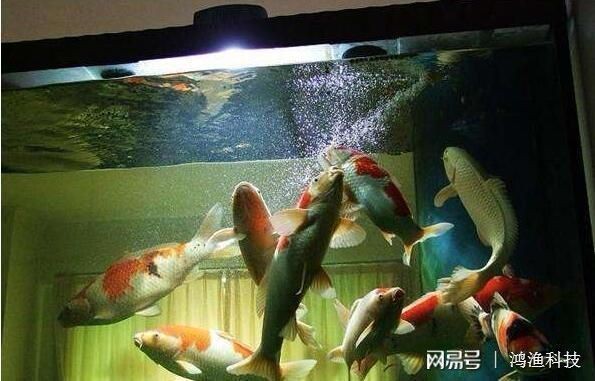 海豚魚缸水質澄清劑怎么用：海豚魚缸水質澄清劑怎么用海豚魚缸水質澄清劑的使用方法