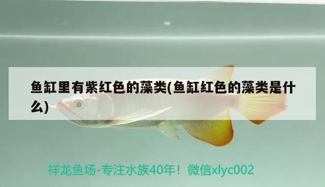 魚缸里長紅色的是什么：魚缸中紅色物體的種類繁多可能是珊瑚、藻類或魚卵等自然生長物
