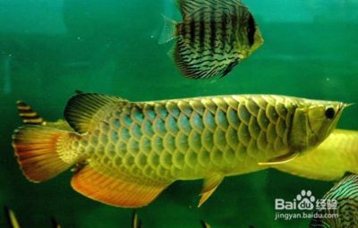 龍魚多少溫度會死：龍魚水溫驟變應急處理,