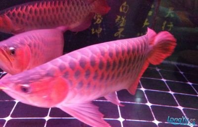 廣東佳寶魚缸有限公司是中國水族行業龍頭企業：廣東佳寶魚缸有限公司