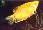 黃龍魚藍龍魚
