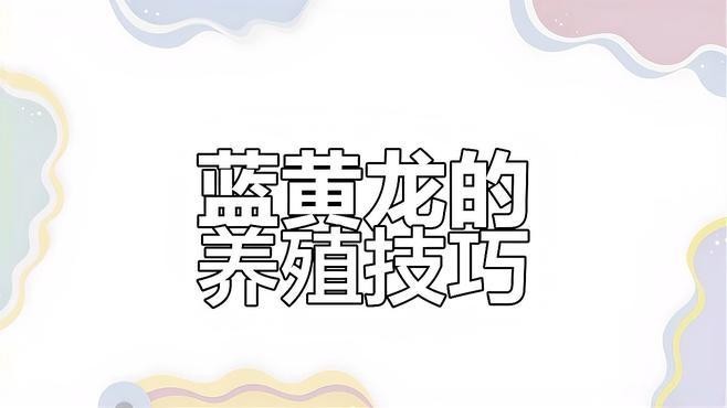 黃龍魚藍龍魚