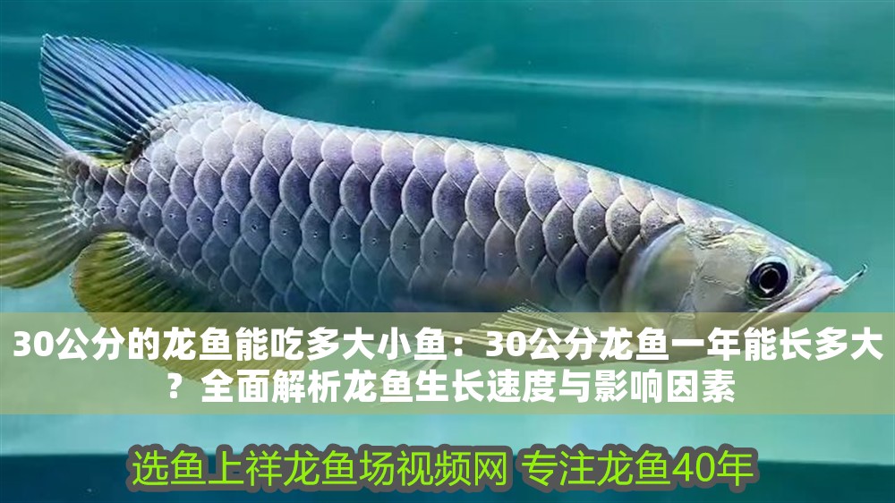 30公分的龍魚(yú)能吃多大小魚(yú)：30公分龍魚(yú)一年能長(zhǎng)多大？全面解析龍魚(yú)生長(zhǎng)速度與影響因素