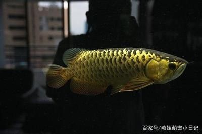 龍魚便宜的多少錢一條啊圖片：龍魚的價(jià)格因地區(qū)、品種和大小而異,龍魚的價(jià)格波動(dòng)原因