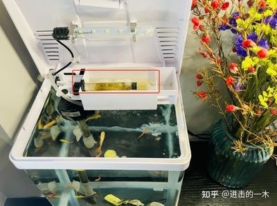 鱈龍魚香煎做法，如何挑選新鮮的鱈龍魚？，鱈龍魚的最佳烹飪方法