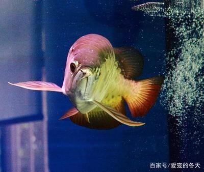 龍魚容易死嗎（觀賞魚的易死性，龍魚對水質和水溫的要求較高，可能導致死亡）