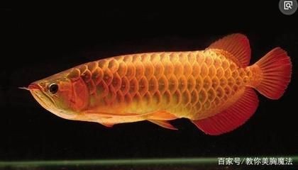 龍魚容易死嗎（觀賞魚的易死性，龍魚對水質和水溫的要求較高，可能導致死亡）