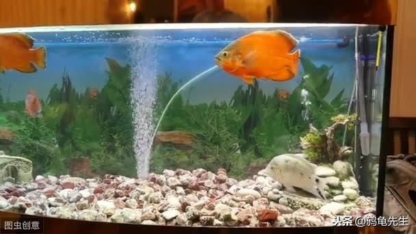 河蚌在魚缸中的死亡可能由以下幾個原因造成：河蚌在魚缸中的死亡：河蚌在魚缸中死亡可能由以下幾個原因造成：河蚌在魚缸中死亡的原因