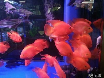 南美魚缸的水質(zhì)管理是根據(jù)搜索結(jié)果推薦的幾種魚類品種：南美魚缸如何選擇