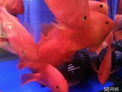 南美魚缸的水質(zhì)管理是根據(jù)搜索結(jié)果推薦的幾種魚類品種：南美魚缸如何選擇