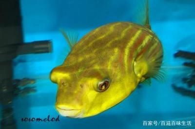 南美魚缸的水質(zhì)管理是根據(jù)搜索結(jié)果推薦的幾種魚類品種：南美魚缸如何選擇