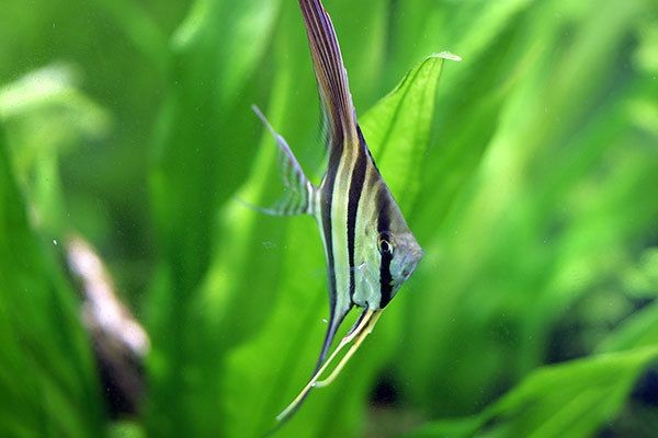 可麗愛魚缸的缺點：可麗愛魚缸亞克力材質優缺點 可麗愛魚缸的缺點：可麗愛魚缸亞克力材質優缺點 魚缸百科 第1張
