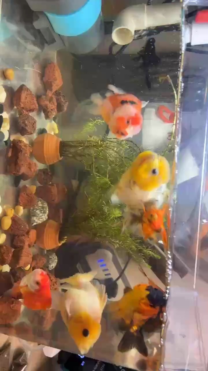 幫我看看這些是不是老頭魚 幫我看看這些是不是老頭魚 龍魚論壇