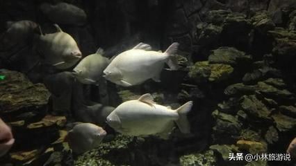龍魚(yú)屬于國(guó)家保護(hù)動(dòng)物嗎（龍魚(yú)屬于國(guó)家保護(hù)動(dòng)物嗎？）